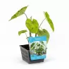 Colocasia MOJITO