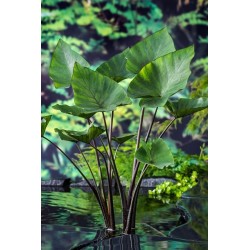 Valgomoji kolokazija - Colocasia TEA CUP