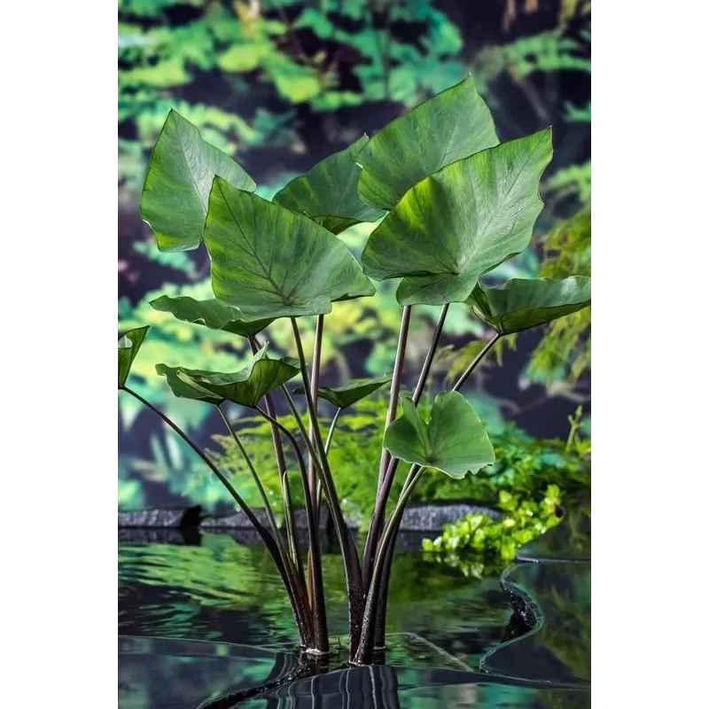 Colocasia TEA CUP