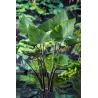 Colocasia TEA CUP