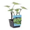 Valgomoji kolokazija - Colocasia TEA CUP