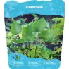 Valgomoji kolokazija - Colocasia TEA CUP