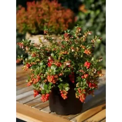 Bruknė - Vaccinium vitis-idaea FIREBALLS