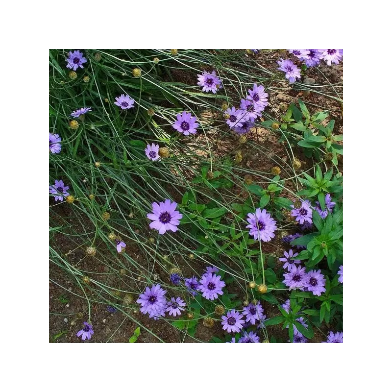 Mėlynžiedė katanankė - Catananche caerulea P17C2