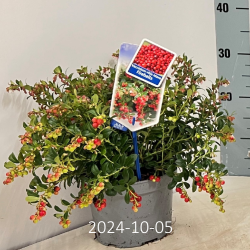 Bruknė - Vaccinium vitis-idaea FIREBALLS