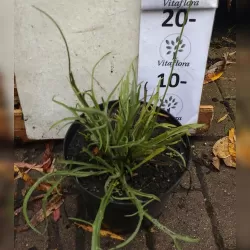 Mėlynžiedė katanankė - Catananche caerulea P17C2