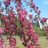 Crab apple tree - Malus x purpurea CRIMSON CASCADE