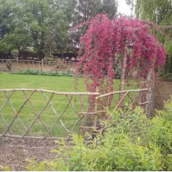 Crab apple tree - Malus x purpurea CRIMSON CASCADE