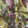 Crab apple tree - Malus x purpurea CRIMSON CASCADE