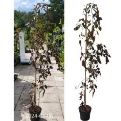 Crab apple tree - Malus x purpurea CRIMSON CASCADE