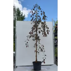 Crab apple tree - Malus x purpurea CRIMSON CASCADE