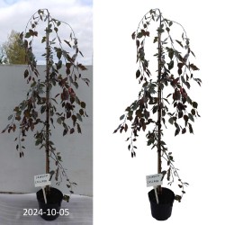 Crab apple tree - Malus x purpurea CRIMSON CASCADE