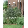 Weeping Crab Apple Tree - Malus ROYAL BEAUTY