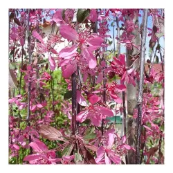 Weeping Crab Apple Tree - Malus ROYAL BEAUTY