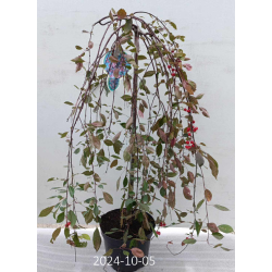 Weeping Crab Apple Tree - Malus ROYAL BEAUTY