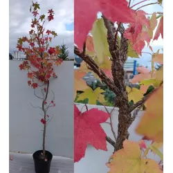 Tikrasis dervamedis - Liquidambar styraciflua