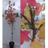 Tikrasis dervamedis - Liquidambar styraciflua