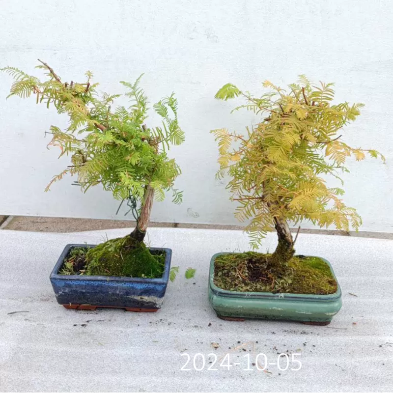 Bonsai medeliai internetu iš medelyno į jūsų namus Lietuvoje