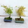 Bonsai medeliai internetu iš medelyno į jūsų namus Lietuvoje