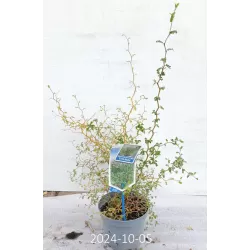 Gulščioji sofora - Sophora prostrata Little Baby
