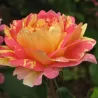 Rožė - Rosa ROSE DES CISTERCIENS ®