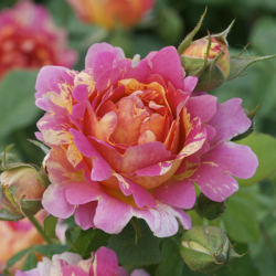 Rožė - Rosa ROSE DES CISTERCIENS ®