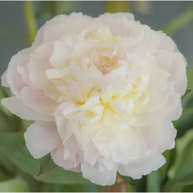 Paeonia lactiflora FLORENCE NICHOLLS