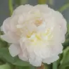 Paeonia lactiflora SERENE PASTEL