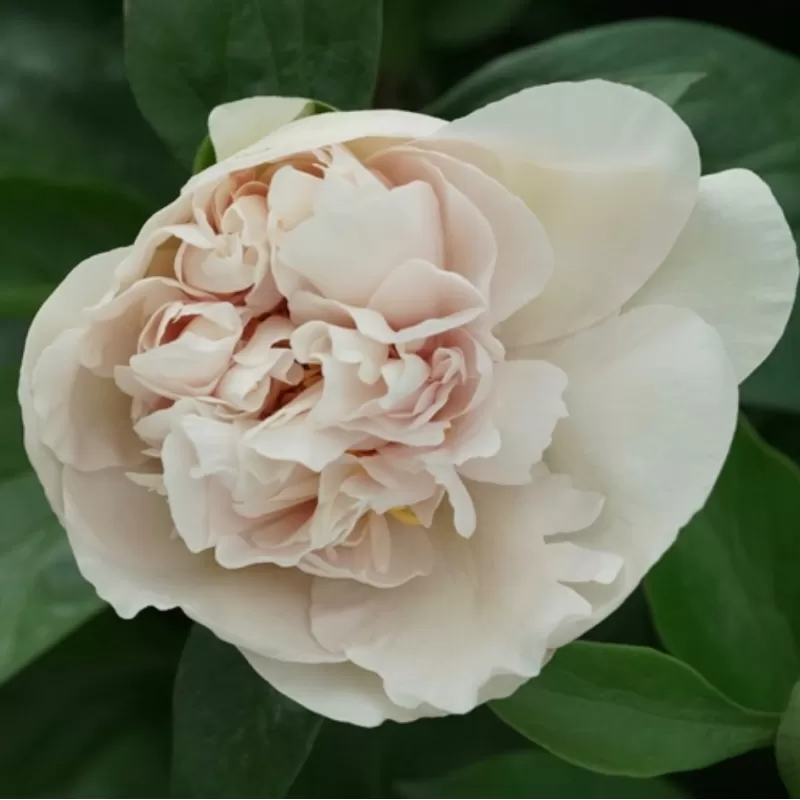 Bijūnas - Paeonia hybrid JOYFUL BEGINNING