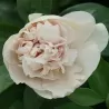 Bijūnas - Paeonia hybrid JOYFUL BEGINNING