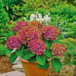 Darželinė hortenzija - Hydrangea macrophylla SCHLOSS WACKERBARTH ®