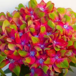 Darželinė hortenzija - Hydrangea macrophylla SCHLOSS WACKERBARTH ®