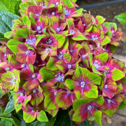 Darželinė hortenzija - Hydrangea macrophylla SCHLOSS WACKERBARTH ®