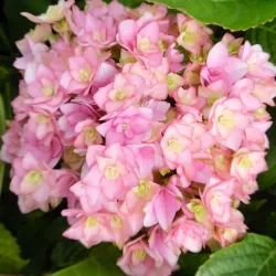 Darželinė hortenzija - Hydrangea macrophylla YOU & ME ROMANCE ®