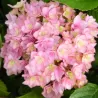 Hydrangea macrophylla YOU & ME ROMANCE ®