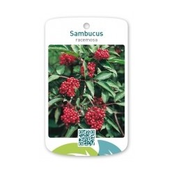 Raudonuogis šeivamedis (krūmo f.) - Sambucus racemosa P23C5...