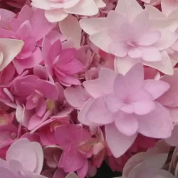 Darželinė hortenzija - Hydrangea macrophylla YOU & ME ROMANCE ®