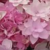 Darželinė hortenzija - Hydrangea macrophylla YOU & ME ROMANCE ®