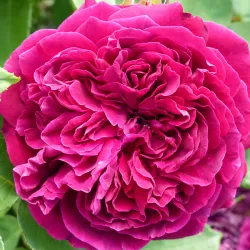Rosa ARTHUR DE SANSAL