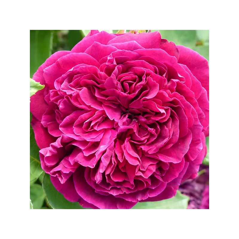 Rosa ARTHUR DE SANSAL