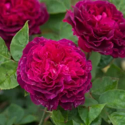 Rosa ARTHUR DE SANSAL