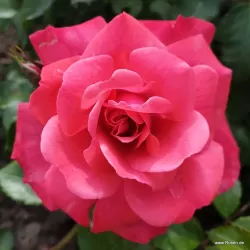Rosa BAD BIRNBACH
