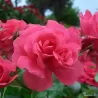 Rosa BAD BIRNBACH