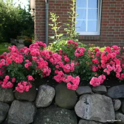 Rosa BAD BIRNBACH