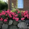 Rosa BAD BIRNBACH