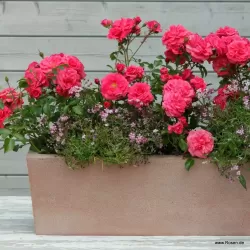 Rosa BAD BIRNBACH