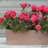 Rosa BAD BIRNBACH