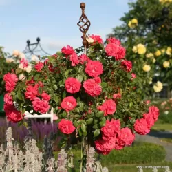 Rosa BAD BIRNBACH