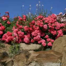Rosa BAD BIRNBACH