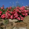 Rosa BAD BIRNBACH